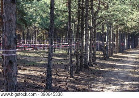 Pine Wood And Red Barrier Tape. Fence Tape Is Stretched Around The Trees. Prohibition Of Visiting Th
