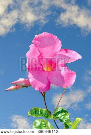 Mandevilla Boliviensis Flower With A Ble Sky Background