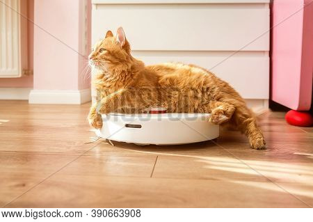 Cat Sitting On Robotic Vacuum Cleaner. White Vacuum Cleaner Is Working On The Floor With Calm Pet Sl