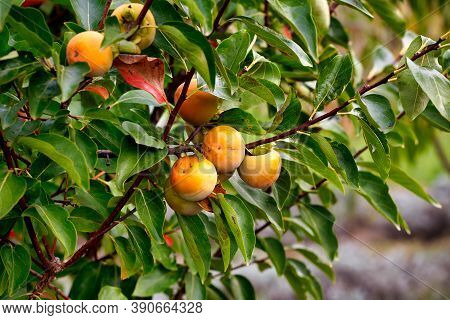 Persimmon Tree With Many Persimmons In Autumn. Persimmons That Are Ripened On The Branches