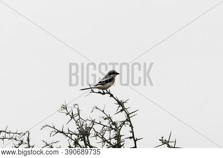 Great Grey Shrike, Lanius Excubitor, On A Branch