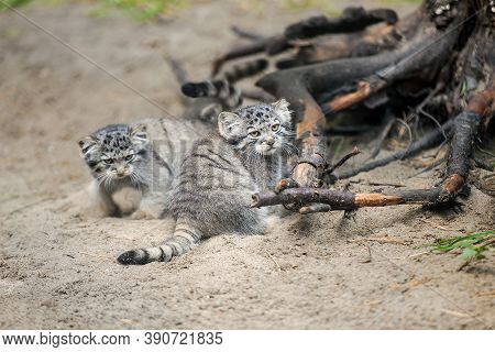 Pallas's Cat  (otocolobus Manul). Manul Is Living In The Grasslands And Montane Steppes Of Central A