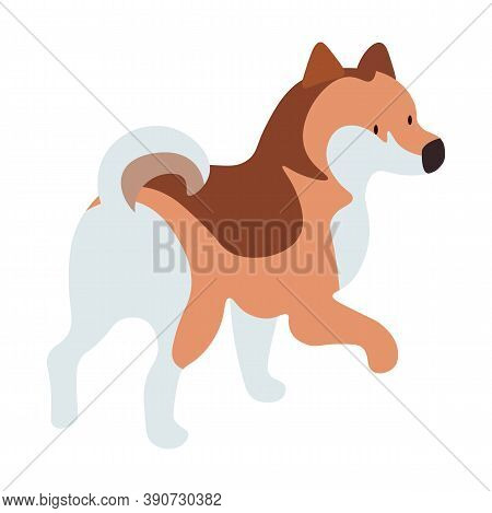 Dog Stand And Look Somewhere. Tricolor Pet Isolated On White Background. Indoor Cute Puppy Posing Al