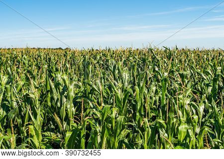 Corn Plantation. A Green Field Of Corn Growing Up. Corn Field Close Up Look