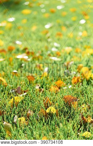 Colorful Fallen Autumn Leaves On Green Grass Field Or Lawn. Season, Nature, Autumn Card, Thanksgivin