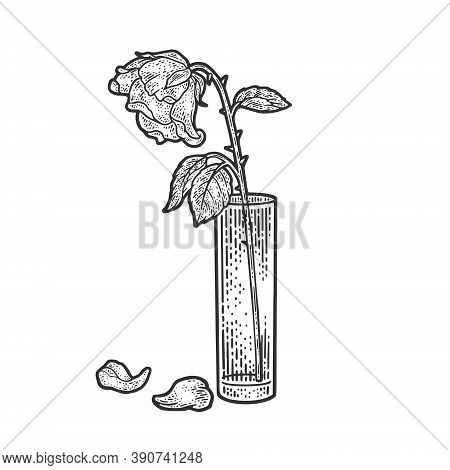 Wilted Rose Sketch Engraving Vector Illustration. T-shirt Apparel Print Design. Scratch Board Imitat