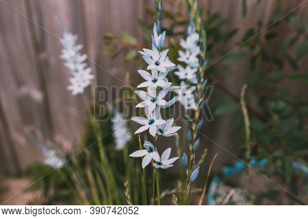 Close-up Of Ixia African Corn Lillies Plant With Blue Flowers Outdoor