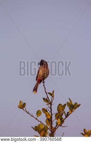 A Red-vented Bulbul Bird Sitting On The Top Of The Branch