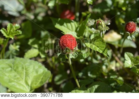 Indian Strawberry Fruit - Latin Name - Duchesnea Indica (potentilla Indica)