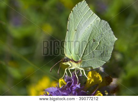 Butterfly on yellow flower collects nectar