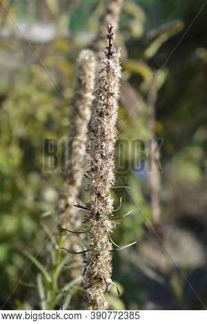 Prairie Blazing Star Seeds - Latin Name - Liatris Pycnostachya