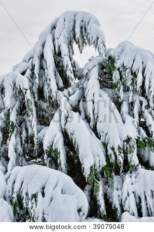 Boom bedekt met sneeuw tijdens Noreaster