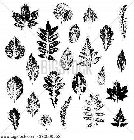Vector Leaves Set, Isolated On White Background. Beautiful Prints Of Leaves.