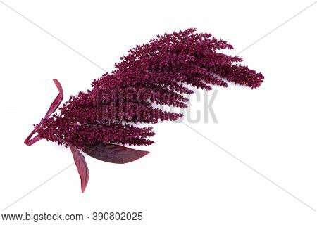 Flowers Of Ailanthus Isolated On A White Background. Red Flowers Of Ailanthus
