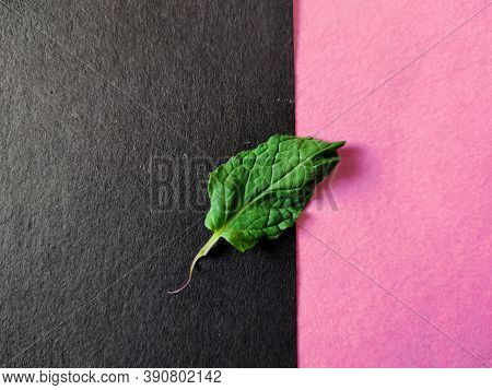 Single Mint Leaf Isolated On Pink And Black Background.
