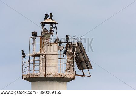 Cormorant Birds On Top O Lighthouse In Tsemes Bay Of Black Sea By Novorossiysk Town, Russia