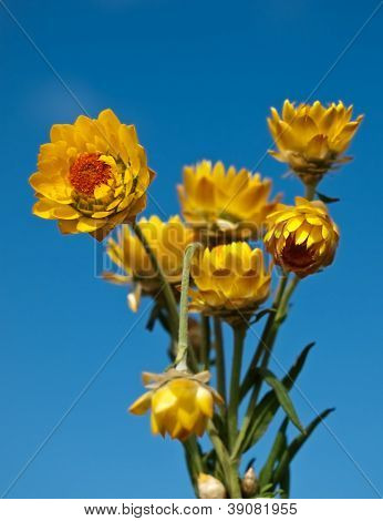 Margarida de papel amarelo australiano com fundo de céu azul