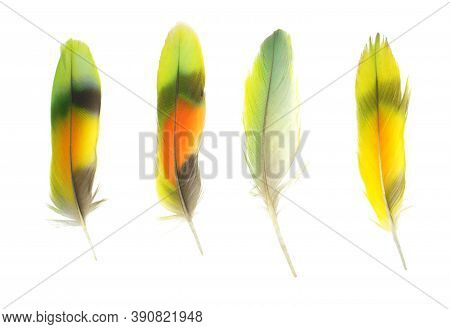 Beautiful Collection Parrot Lovebird Feather Isolated On White Background