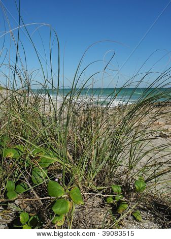 Beach Dunes