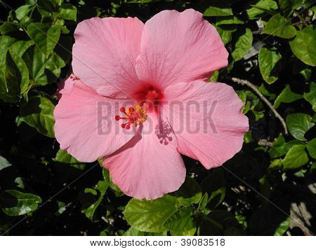 Pink Hibiscus