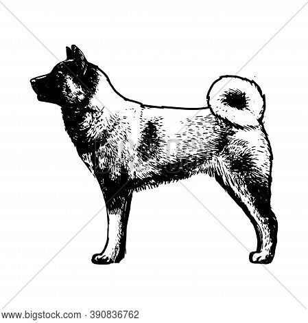 Realistic Norwegian Elkhound. Dog Breed - Vector Illustration