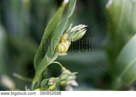 Fruits Of A Job's Tears Plant, Coix Lacryma-jobi