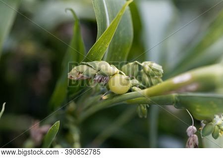 Fruits Of A Job's Tears Plant, Coix Lacryma-jobi
