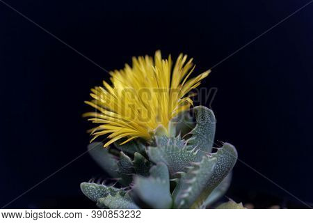 Flower Of A Tiger Jaws, Faucaria Tigrina.