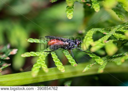 A Close-up Of A Fly Sitting On A Leaf.