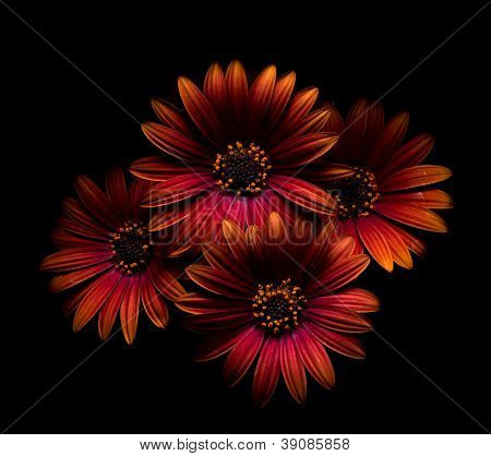 Gerbera ohněm
