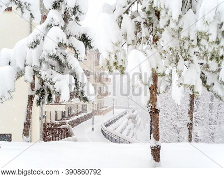 Snow-covered Pine Trees On A Hillock Against The Background Of Cottages On A Foggy Day During A Snow