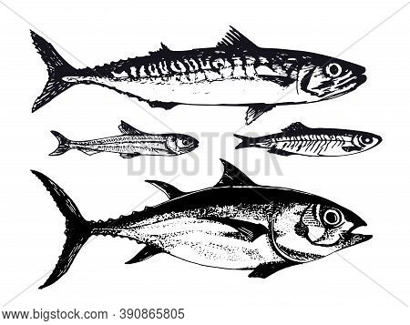Hand Drawn Illustration Of Ocean Sea Fishes Such As Mackerel, Tuna And Capelin. Vector Illustration 