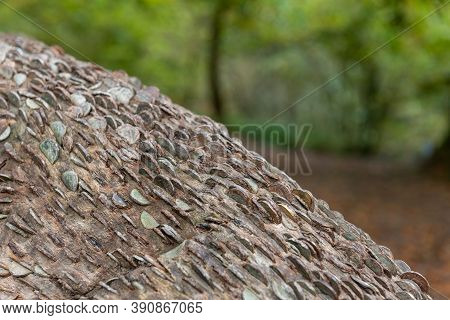 Coins In A Tree Trunk