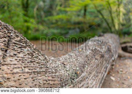 Coins In A Tree Trunk