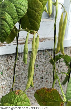 Pole Bean Pods Climbing And Ripening On A String