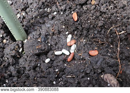 Various Beans On Soil Planted Beside A Pole