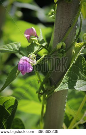 Macro View Of Purple Bean Flowers Twisting Around A Pole