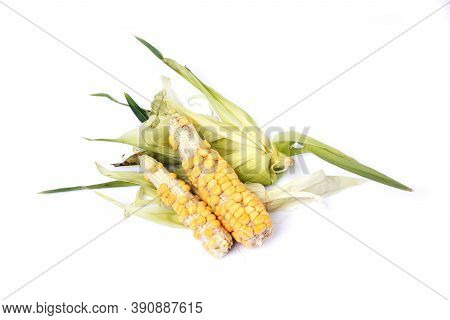 Studio Shot Of Corns Shows As Imperfect Agricultural Products On White Backgroud.