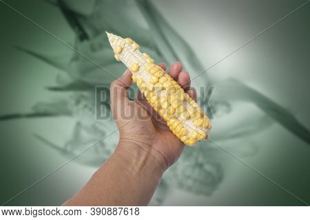 Hand Holding Corn Shows As Imperfect Agricultural Products.