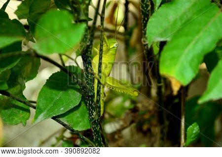 Insect, The Green Grasshopper Reading On The Branch