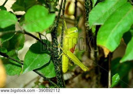Insect, The Green Grasshopper Reading On The Branch
