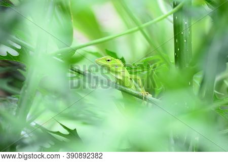 The Mane Chameleon (bronchocela Jubata) Is A Species Of Tree Lizard