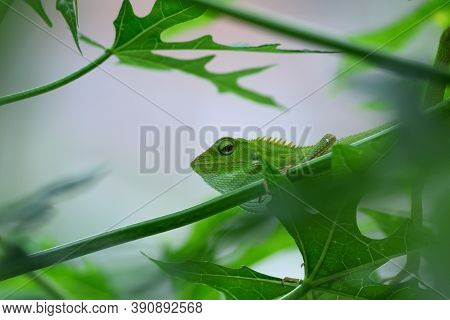 The Mane Chameleon (bronchocela Jubata) Is A Species Of Tree Lizard