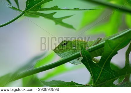 The Mane Chameleon (bronchocela Jubata) Is A Species Of Tree Lizard