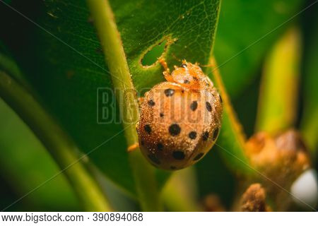 Ladybug Or Red Beetle On Edge Of Green Grass With Isolated On Green Background. Space Of Text Copy. 