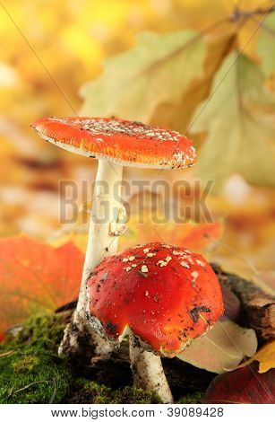 červené amanitas s mechem, na podzim žluté pozadí