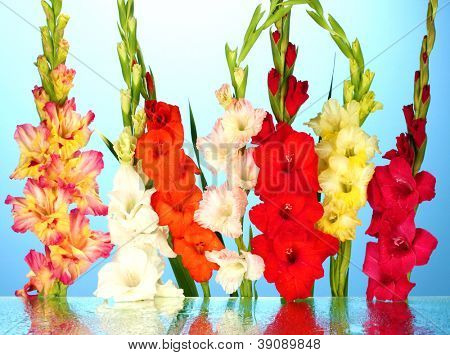 Schöne bunte Gladiole mit blauem Hintergrund Nahaufnahme