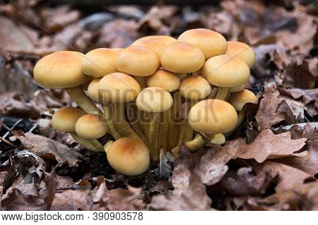 Enokitake Mushroom, Enoki, Futu, Seafood Mushroom, Growing Edible Gourmet And Medicinal Fungi On Tre