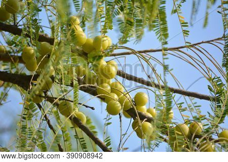 Indian Gooseberry Or Amla Fruit On Tree