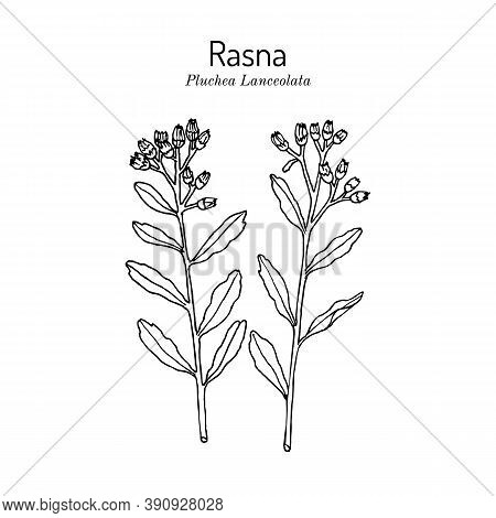 Rasana, Or Rasna Pluchea Lanceolata , Medicinal Plant. Hand Drawn Botanical Vector Illustration